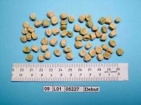 Click for 1 image(s) for this accession. Image